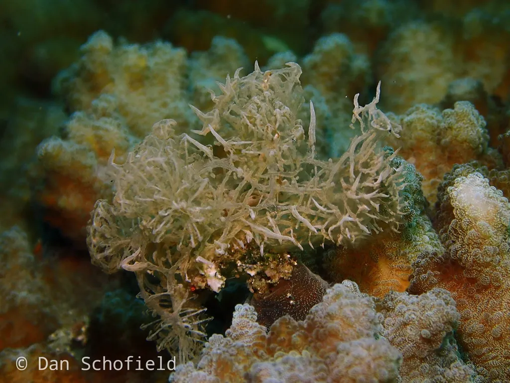 Coleman's Melibe (Phantom Nudibranch) - Diving & Observation Notes