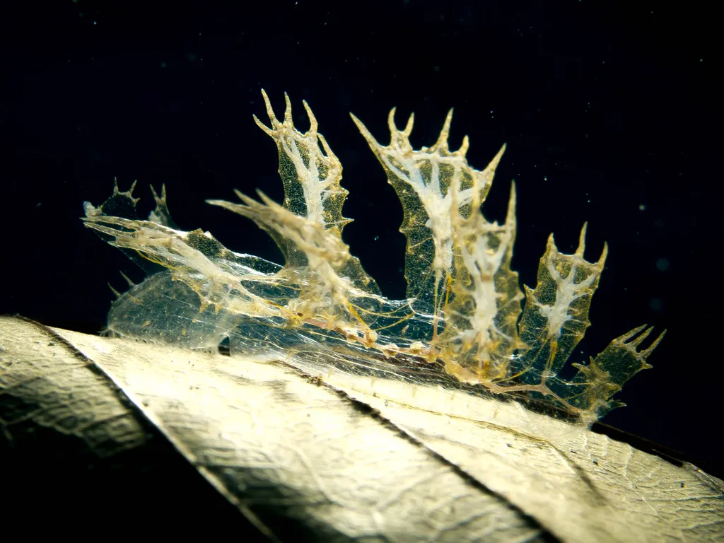 Engel's Melibe