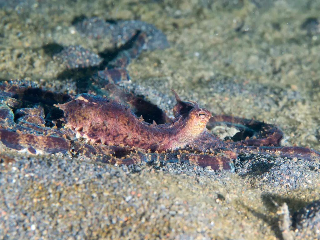 Mimic Octopus - Top 10 Fun Facts about Mimic Octopus