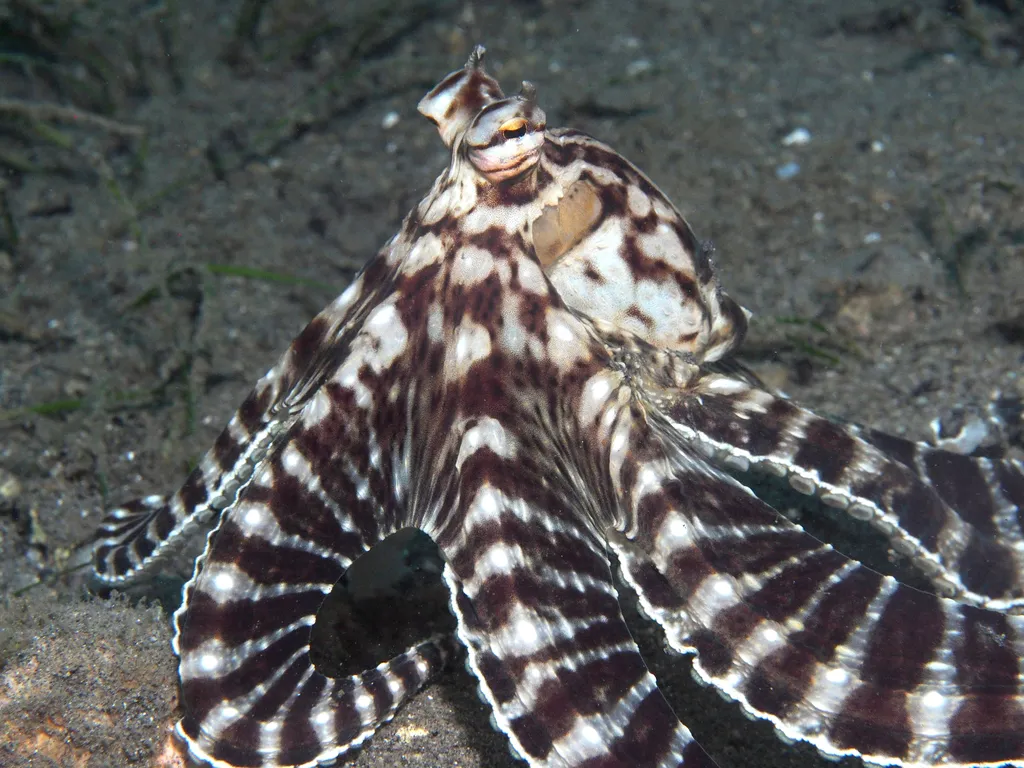 Mimic Octopus - Diving & Observation Notes