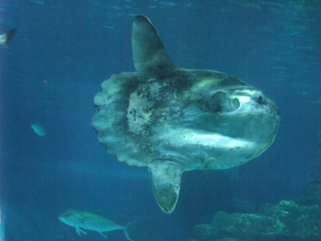 Mola mola - Top 10 Fun Facts about Mola mola