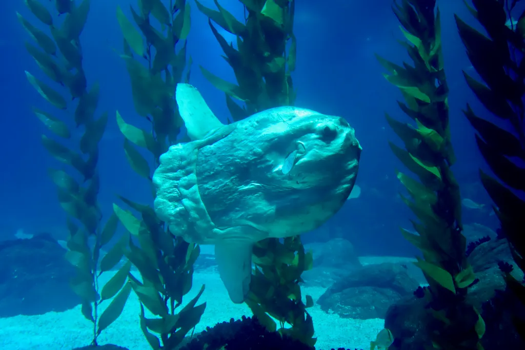 Mola mola - Diving & Observation Notes