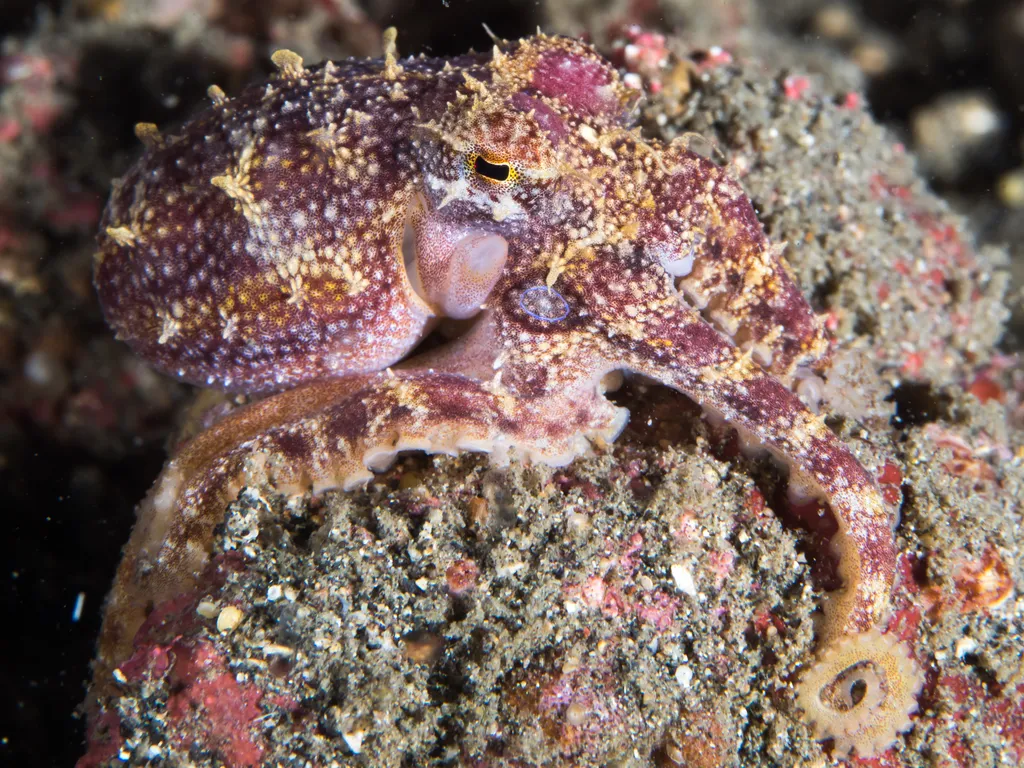 Mototi Octopus