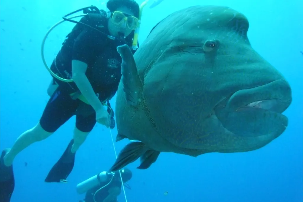 Napoleon Wrasse