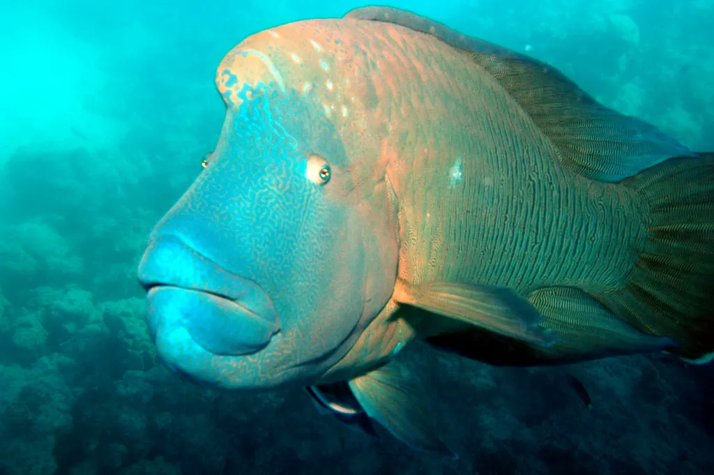 Napoleon Wrasse - Identification Guide