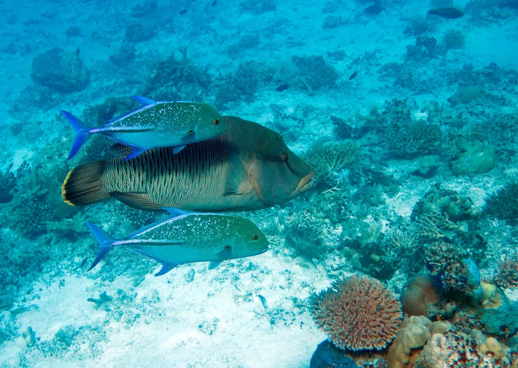 Napoleon Wrasse - Top 10 Fun Facts about Napoleon Wrasse