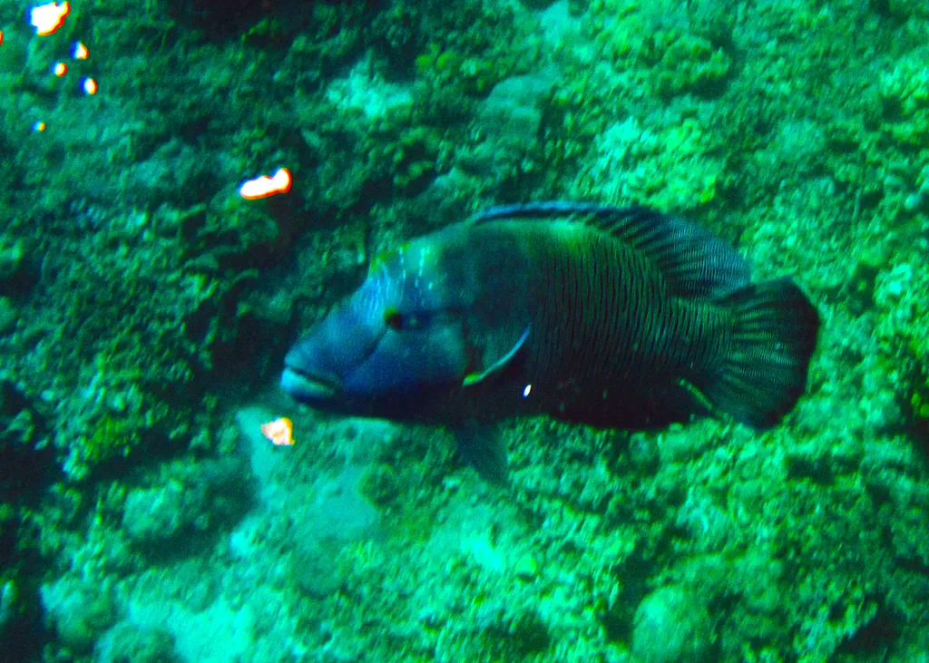 Napoleon Wrasse - Diving & Observation Notes