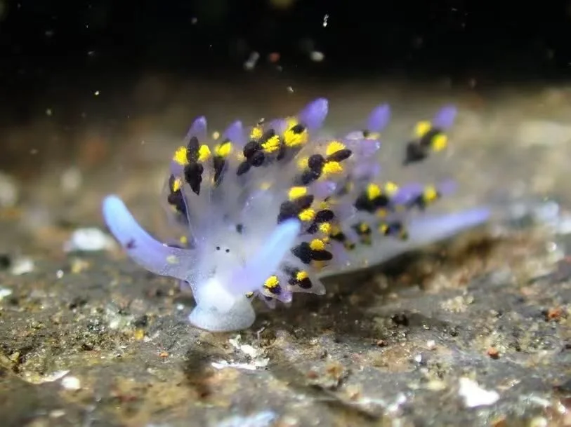 Nudibranch