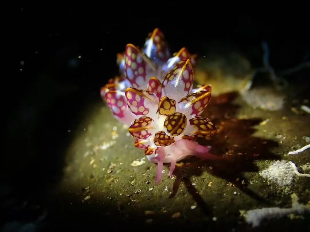Nudibranch - Identification Guide