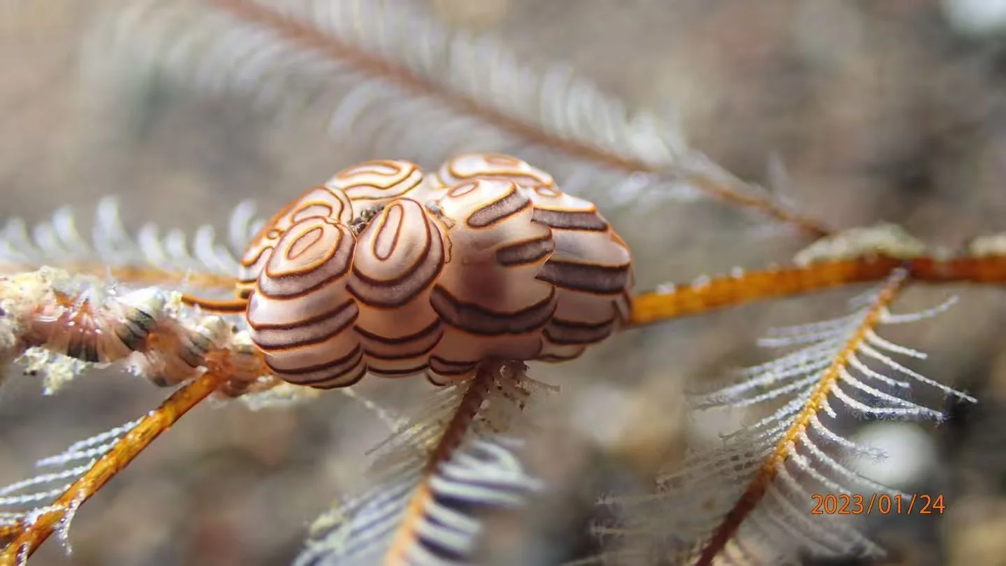 Nudibranch - Top 10 Fun Facts about Nudibranch