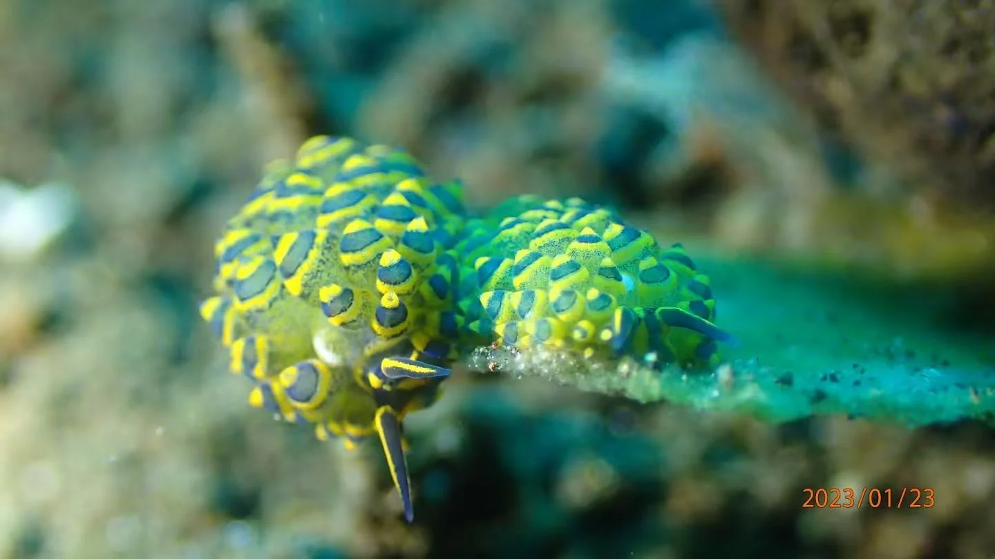 Nudibranch - Diving & Observation Notes