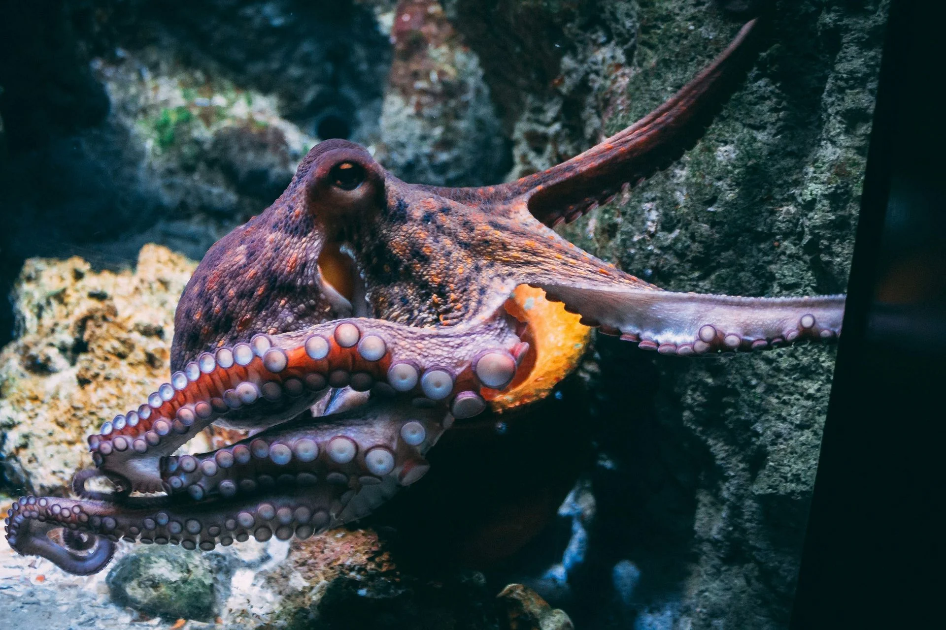Octopus - Identification Guide
