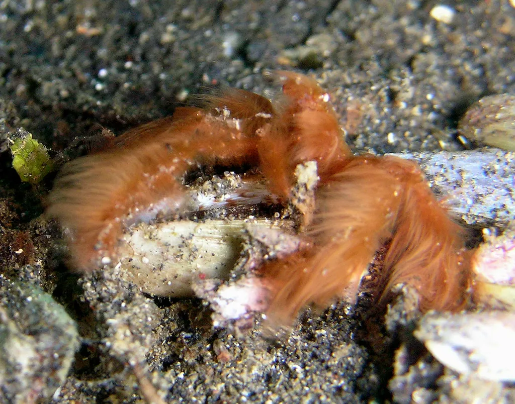 Orangutan Crab
