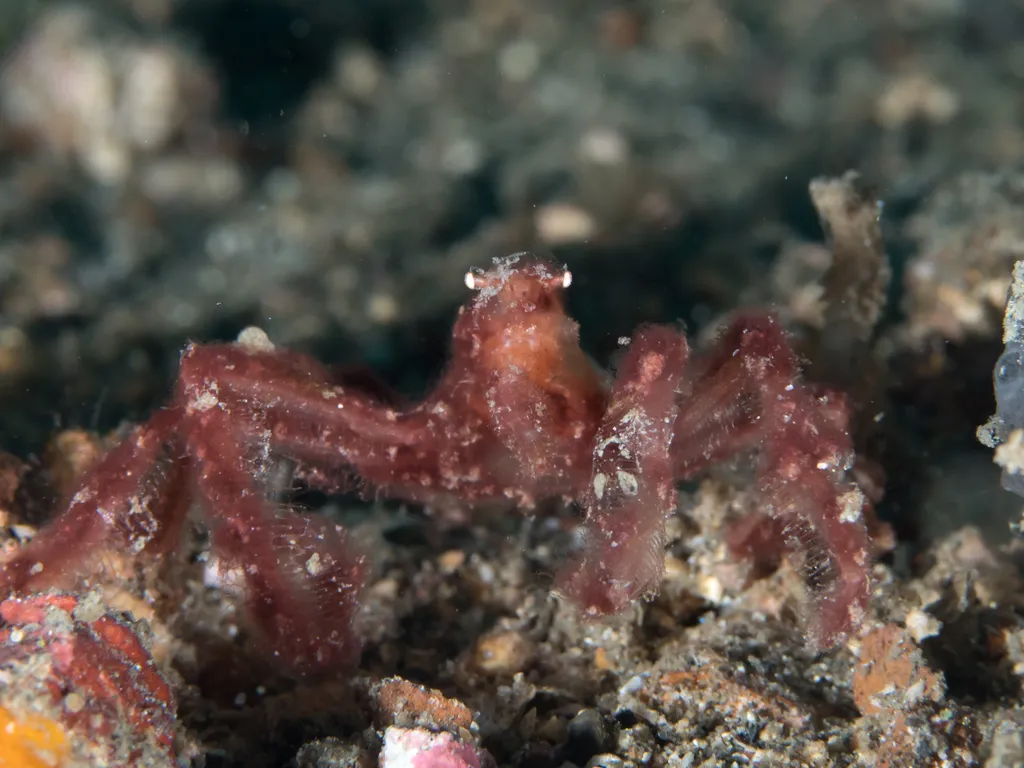 Orangutan Crab - Identification Guide
