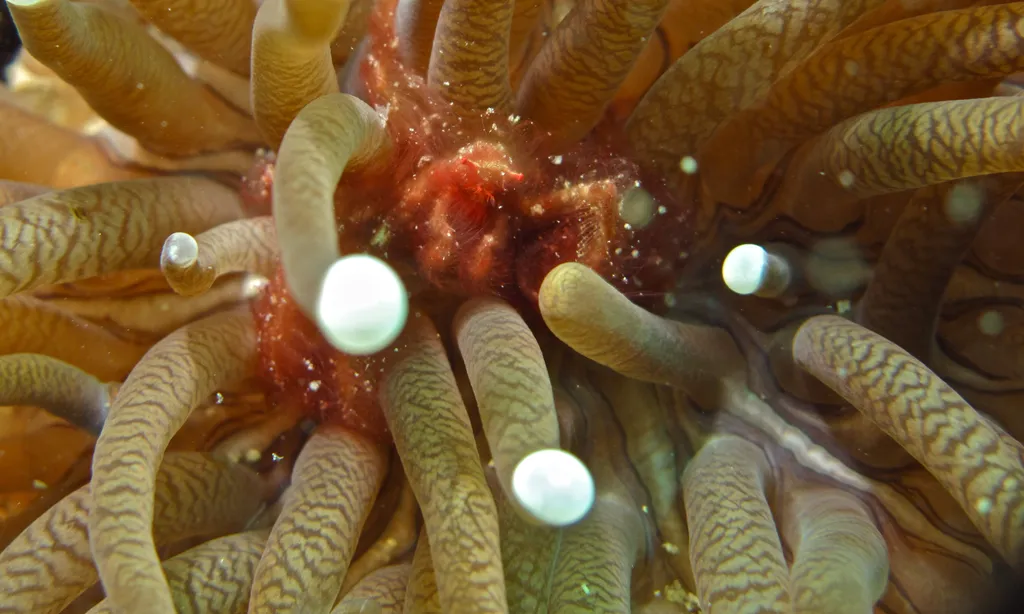 Orangutan Crab - Top 10 Fun Facts about Orangutan Crab