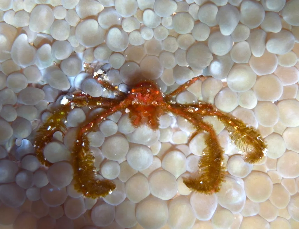 Orangutan Crab - Diving & Observation Notes