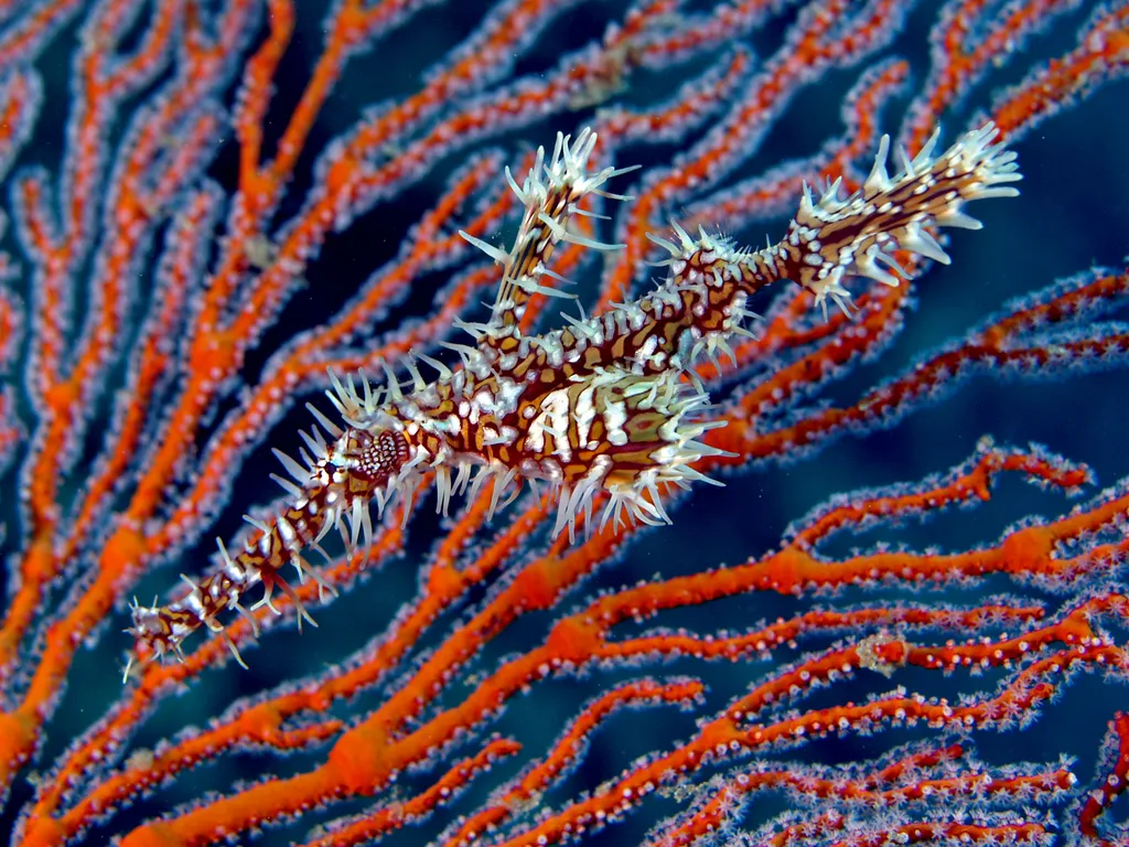 Ornate Ghost Pipefish