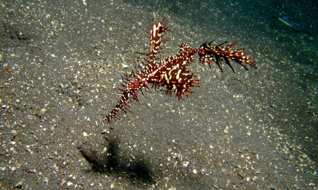 Ornate Ghost Pipefish - Identification Guide