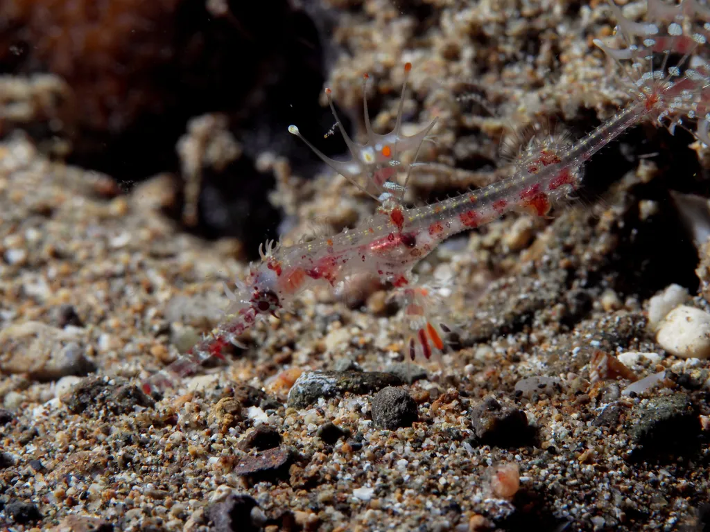 Ornate Ghost Pipefish - Top 10 Fun Facts about Ornate Ghost Pipefish
