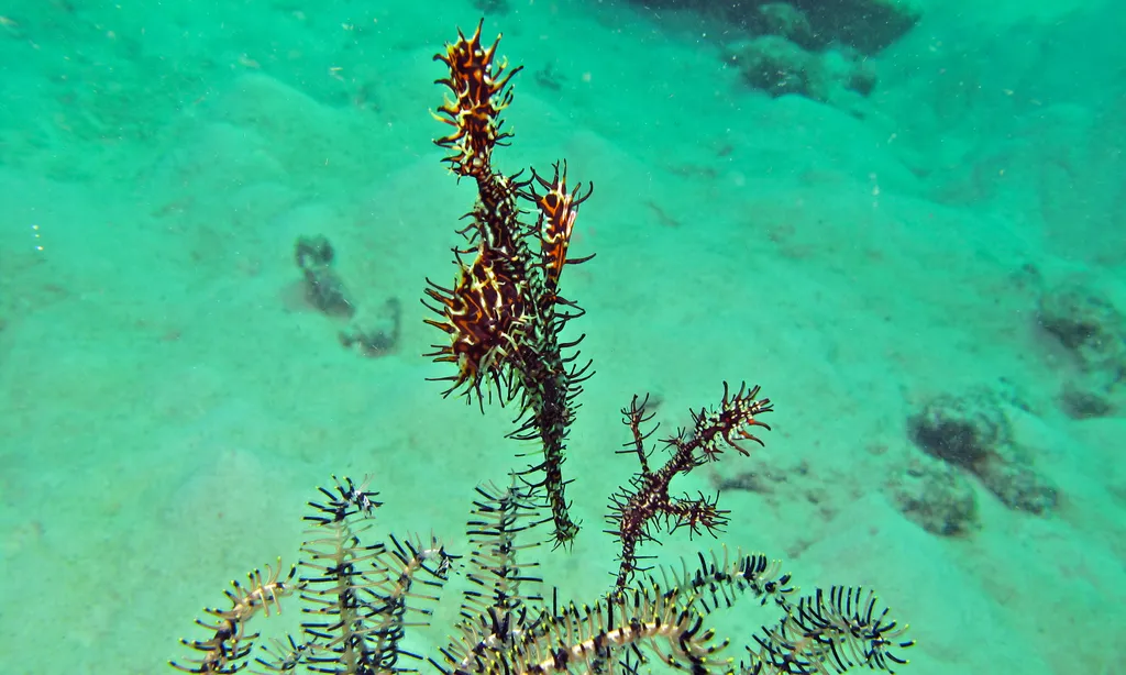Ornate Ghost Pipefish - Diving & Observation Notes