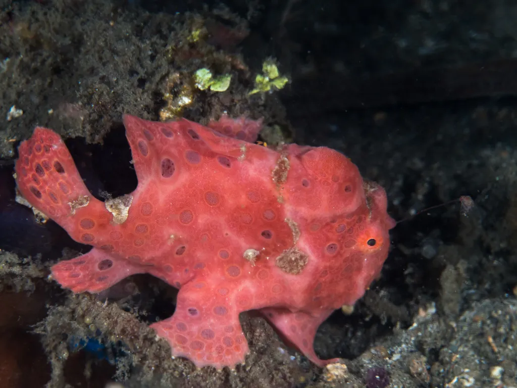 Painted Frogfish
