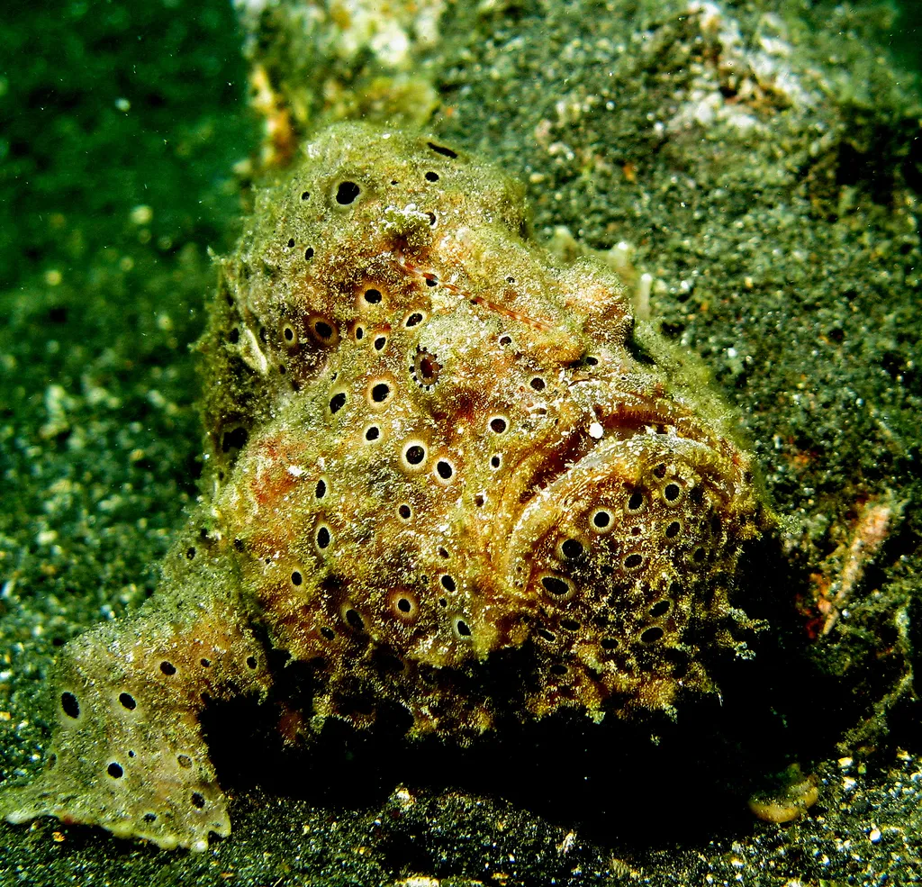 Painted Frogfish - Identification Guide