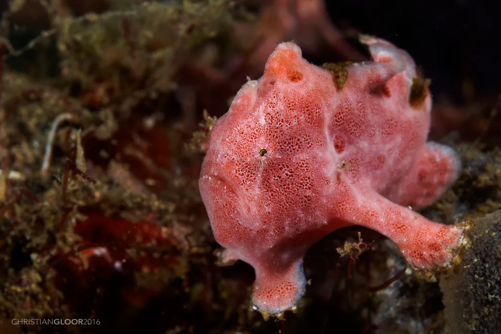 Painted Frogfish - Top 10 Fun Facts about Painted Frogfish