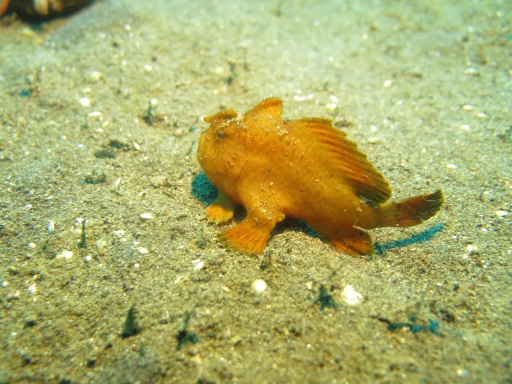 Painted Frogfish - Diving & Observation Notes