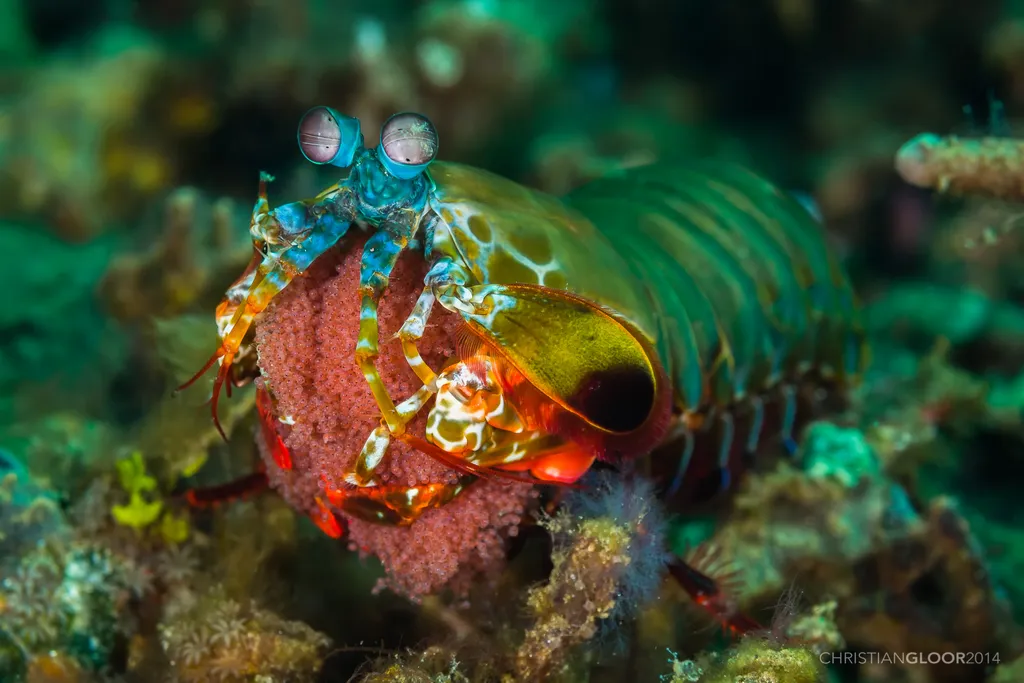 Peacock Mantis Shrimp - Top 10 Fun Facts about Peacock Mantis Shrimp