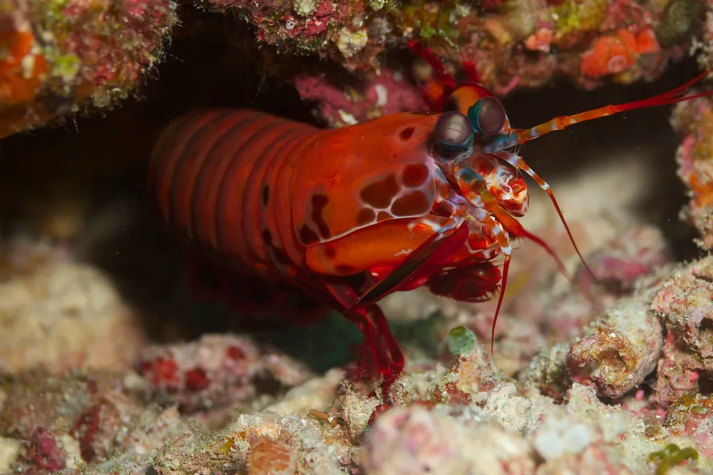 Peacock Mantis Shrimp - Diving & Observation Notes