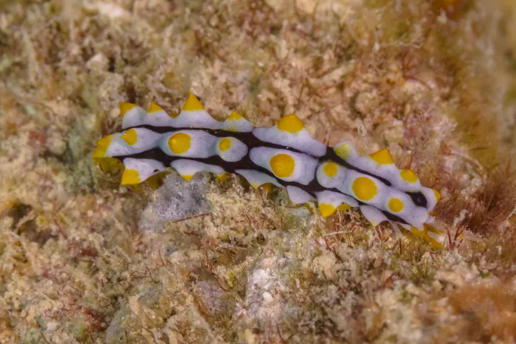 Varicose Phyllidiid