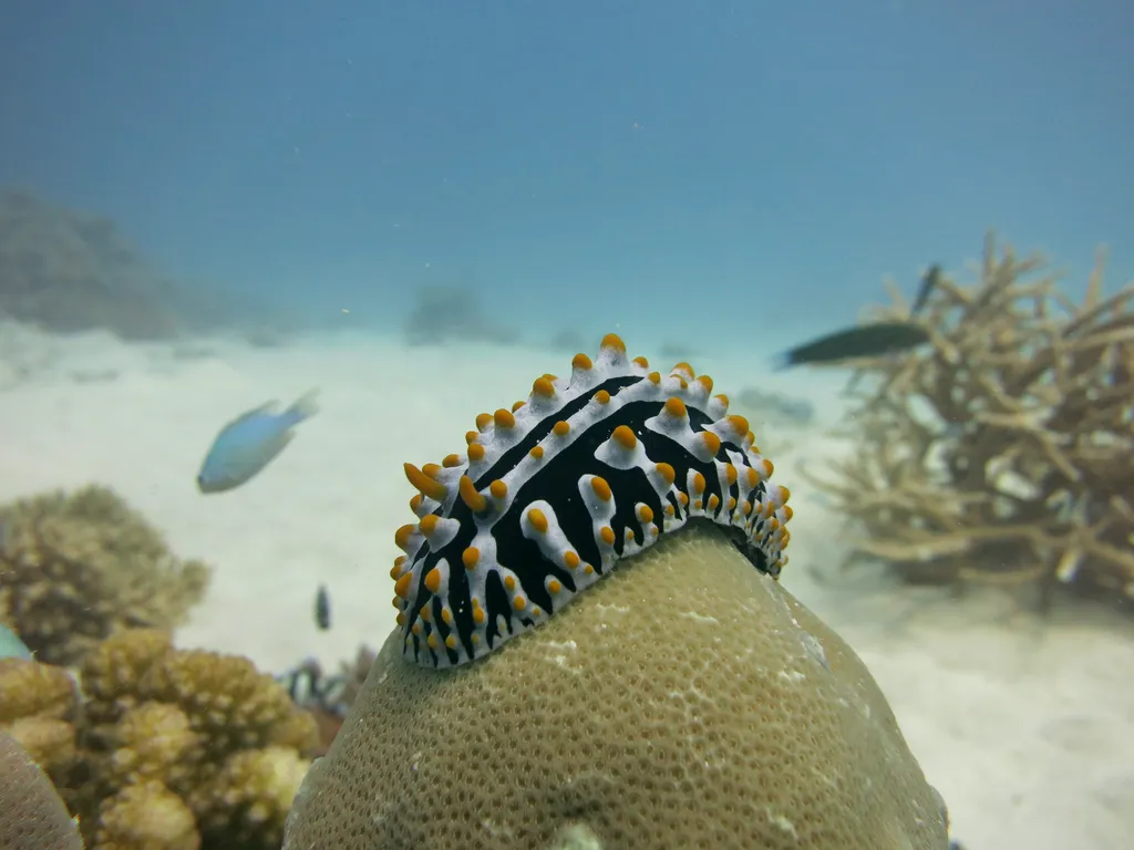 Varicose Phyllidiid - Identification Guide