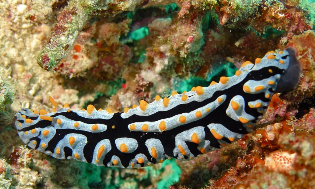 Varicose Phyllidiid - Top 10 Fun Facts about Varicose Phyllidiid
