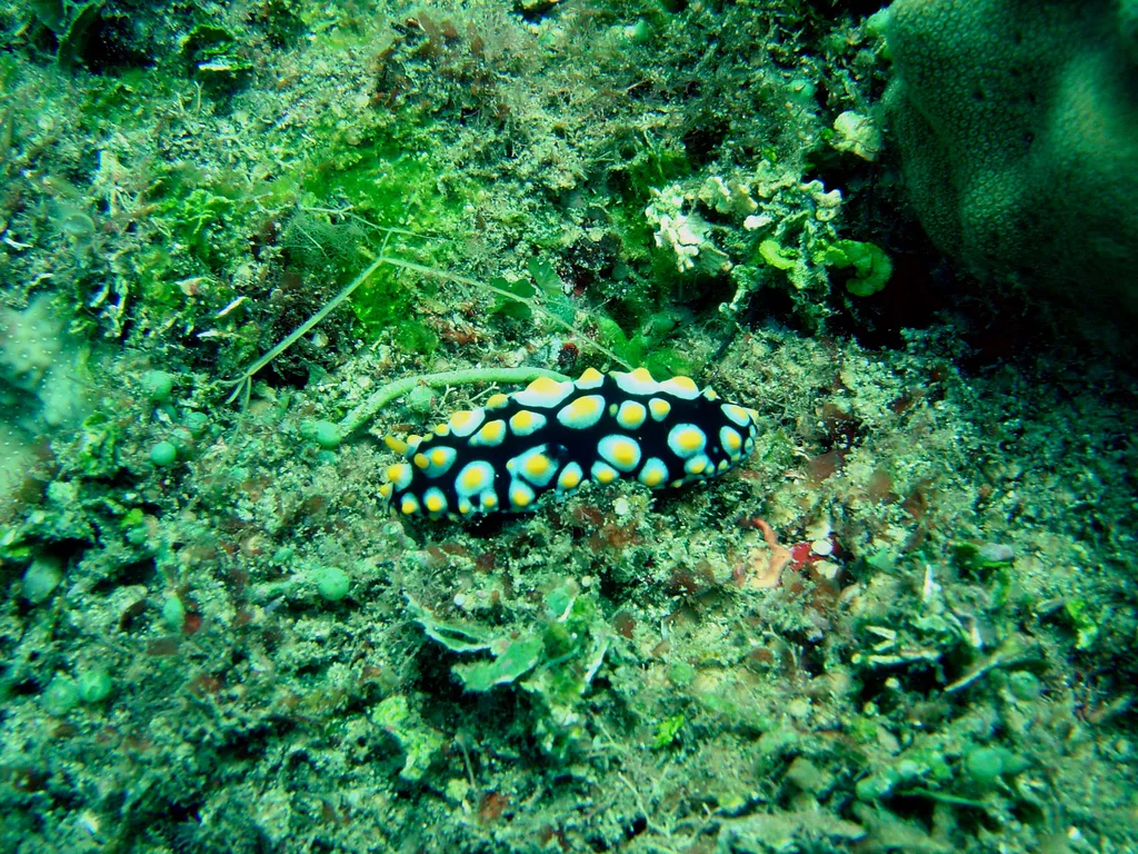Varicose Phyllidiid - Diving & Observation Notes