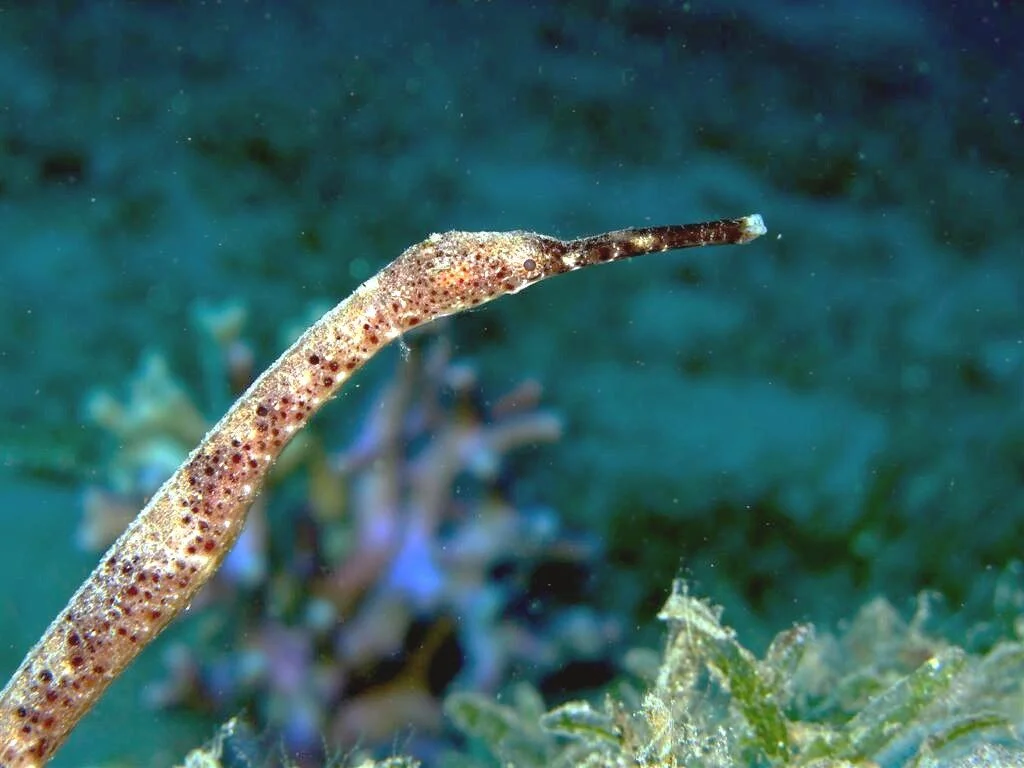 Pipefish - Identification Guide