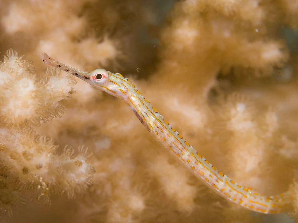 Pipefish - Diving & Observation Notes