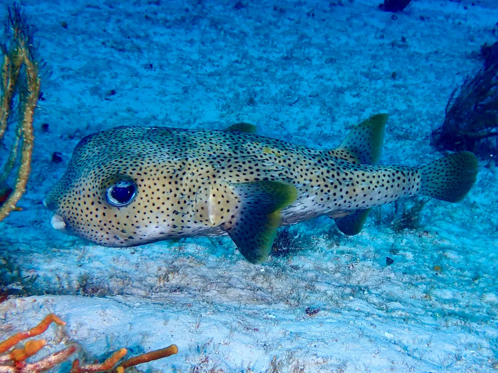 刺豚 - 刺豚的十大有趣事实