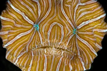 Psychedelic Frogfish - Identification Guide