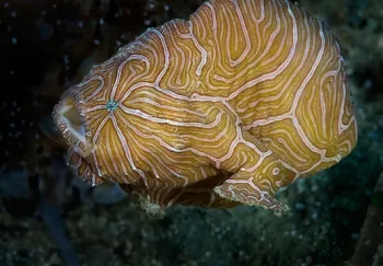 Psychedelic Frogfish - Top 10 Fun Facts about Psychedelic Frogfish