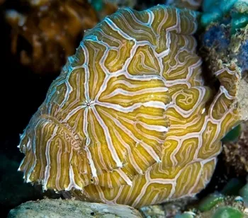 Psychedelic Frogfish - Diving & Observation Notes