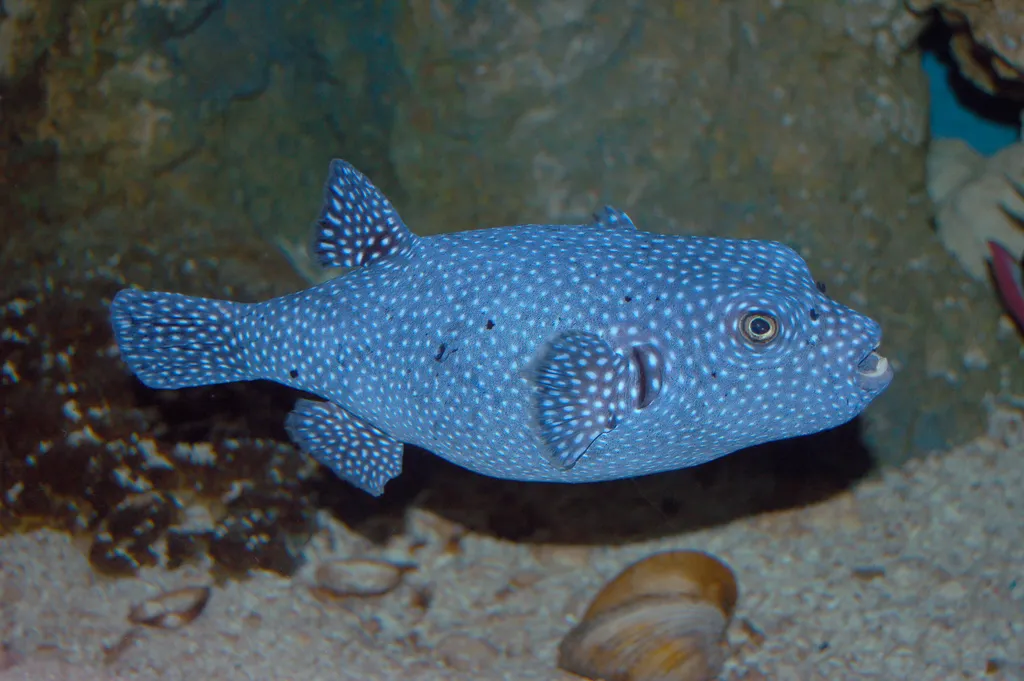 河豚 - 潜水观察笔记