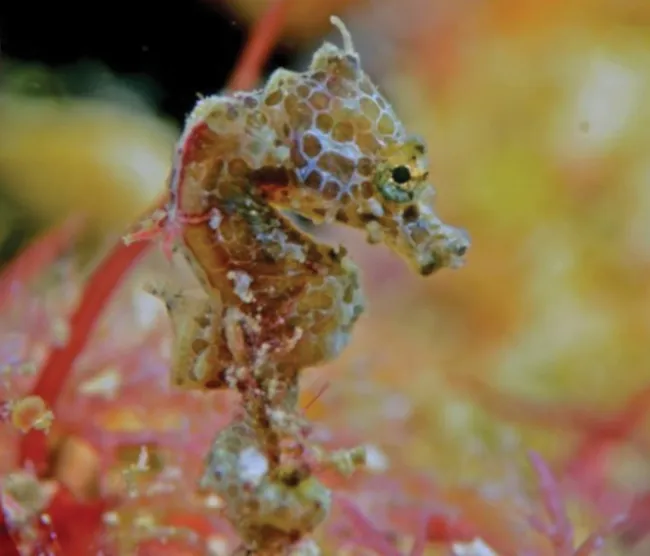 豆丁海马 - 豆丁海马的十大有趣事实