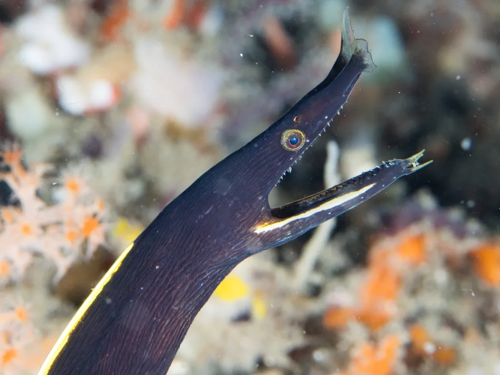 Ribbon Eel