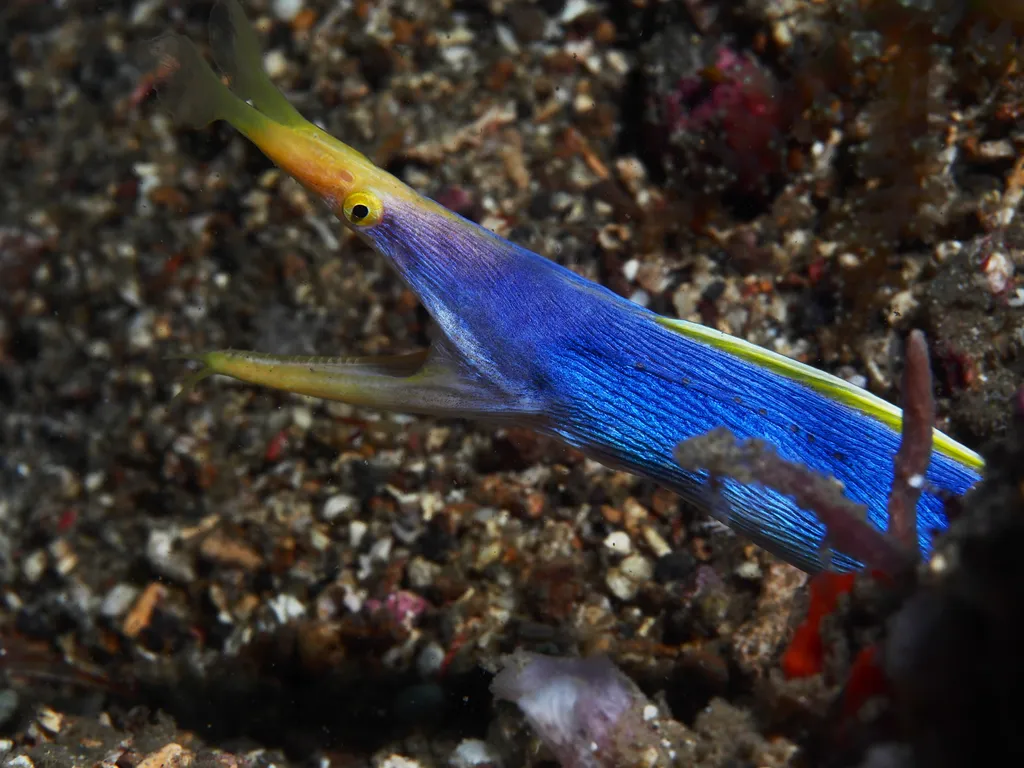 Ribbon Eel - Identification Guide