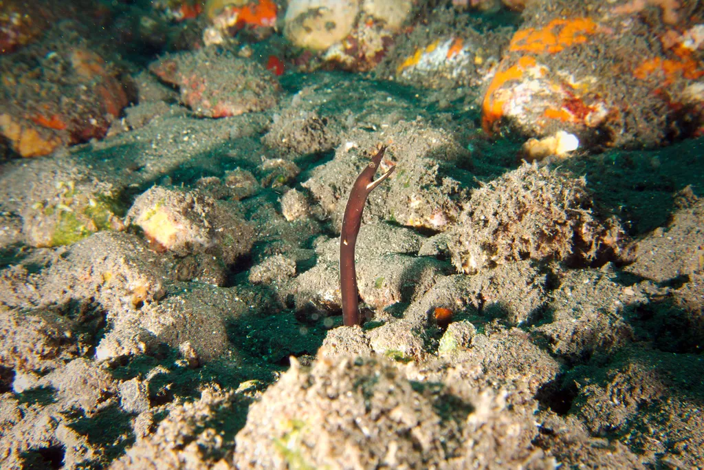 Ribbon Eel - Top 10 Fun Facts about Ribbon Eel