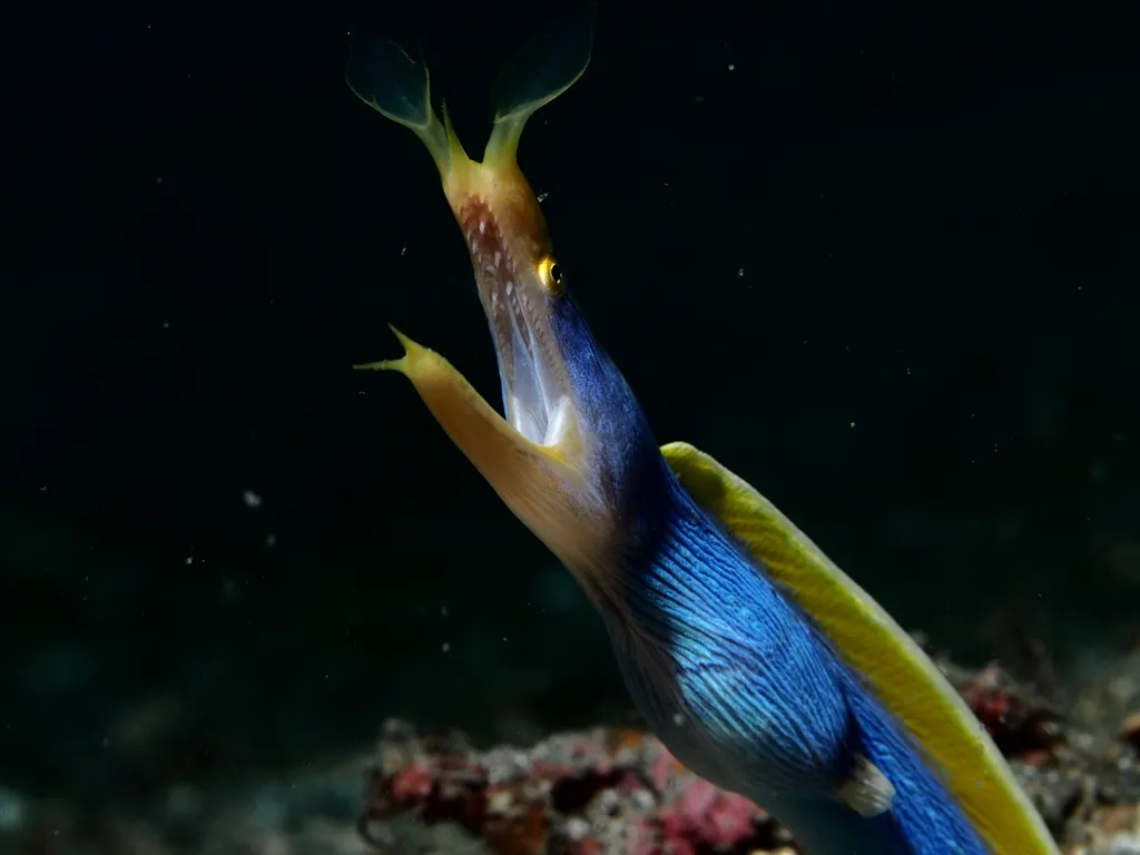 Ribbon Eel - Diving & Observation Notes
