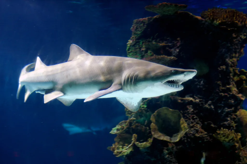Sand Tiger Shark