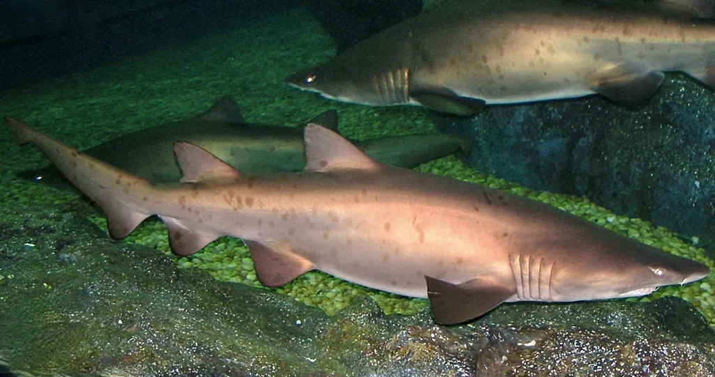 Sand Tiger Shark - Identification Guide