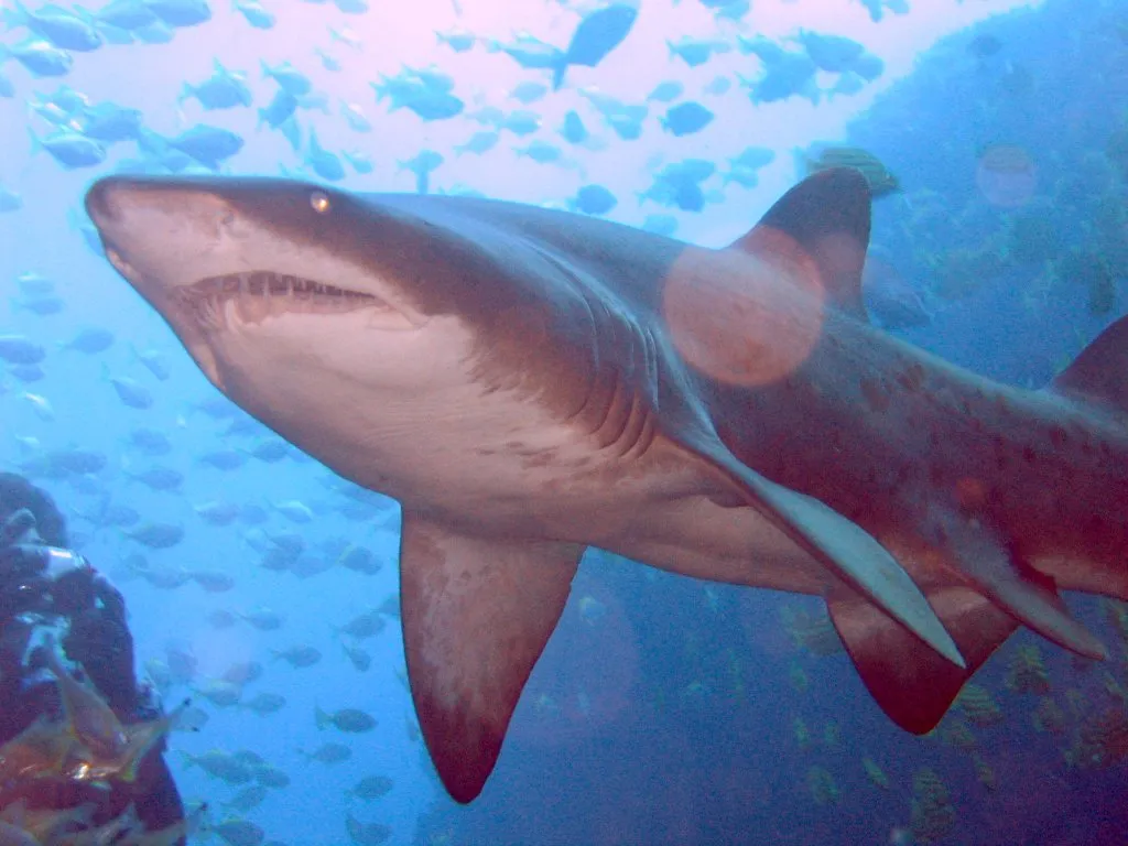 Sand Tiger Shark - Top 10 Fun Facts about Sand Tiger Shark