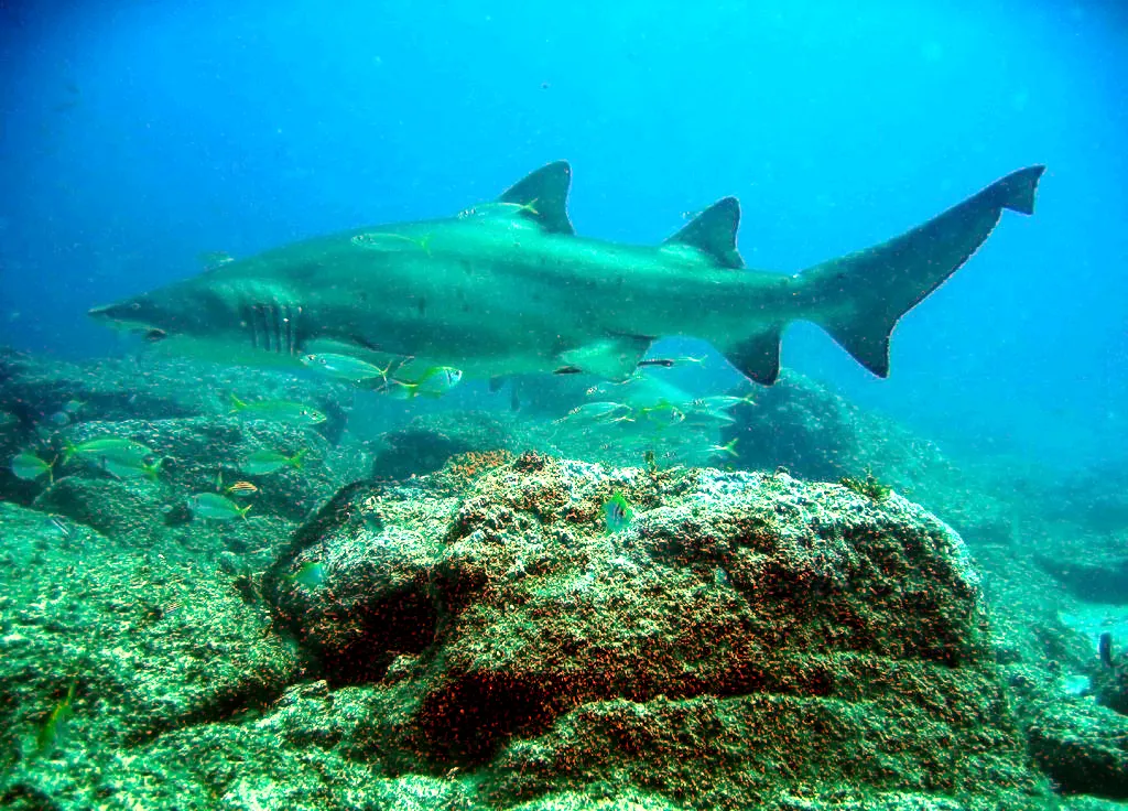 Sand Tiger Shark - Diving & Observation Notes